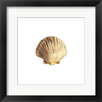Oceanum Shells White V-Scallop Framed Print