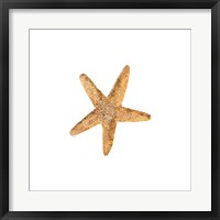 Oceanum Shells White VI-Sea Star Fine Art Print