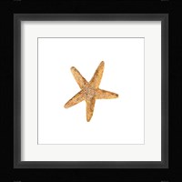 Oceanum Shells White VI-Sea Star Framed Print
