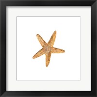 Oceanum Shells White VI-Sea Star Fine Art Print
