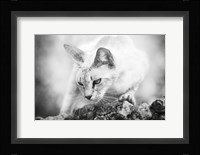 The Heart of a Lion Fine Art Print