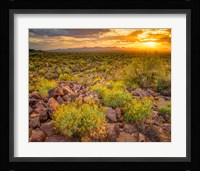Brittlebush Sunset Fine Art Print