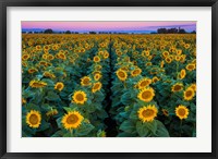 Dawn Sunflowers Fine Art Print