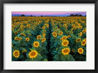 Dawn Sunflowers Fine Art Print