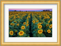 Dawn Sunflowers Fine Art Print