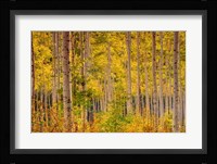 Independence Pass Fine Art Print