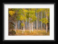 June Lake Aspen Fine Art Print