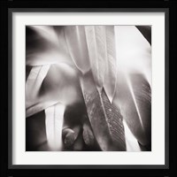 Evergreen No. 4 Fine Art Print