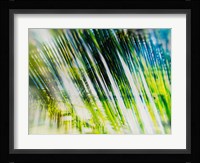 Evergreen No. 6 Fine Art Print