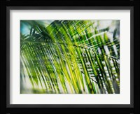 Evergreen No. 8 Fine Art Print
