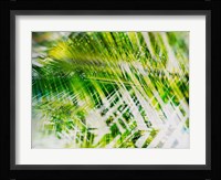 Evergreen No. 11 Fine Art Print