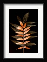 Fall Leaves 6 Framed Print