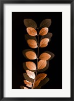 Fall Leaves 7 Framed Print