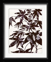 Castor Bean 2 Fine Art Print
