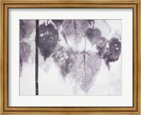 Catalpa Fine Art Print