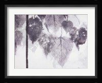 Catalpa Fine Art Print