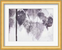 Catalpa Fine Art Print