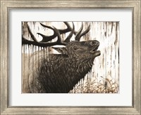 Bugling Bull Elk Fine Art Print