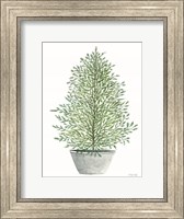 Cedar Tree in Pot Fine Art Print