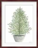 Cedar Tree in Pot Fine Art Print