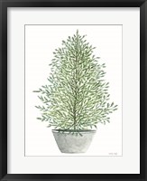 Cedar Tree in Pot Framed Print