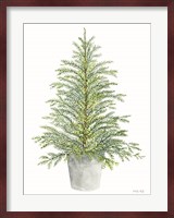 Spruce Tree in Pot Fine Art Print