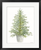 Spruce Tree in Pot Framed Print