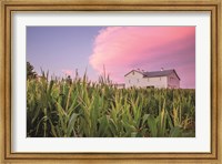 Corn Crop Fine Art Print