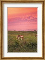 Horse at Sunset Fine Art Print