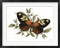 Botanical Butterfly Heliconius Fine Art Print