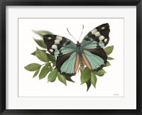 Botanical Butterfly Common Gem Fine Art Print