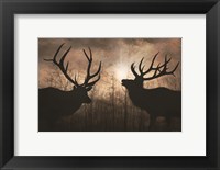 Elk Sunrise III Fine Art Print