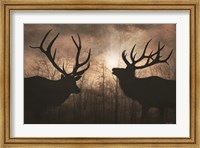 Elk Sunrise III Fine Art Print