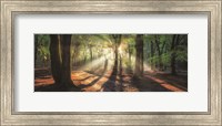 Sun Rays in the Forest I Fine Art Print
