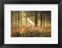 The Poppy Forest Fine Art Print