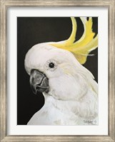 White Cockatoo Fine Art Print