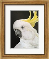 White Cockatoo Fine Art Print