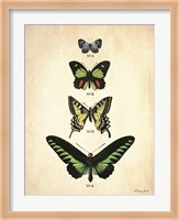 Butterflies 1 Fine Art Print