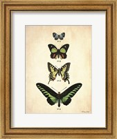 Butterflies 1 Fine Art Print