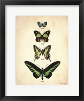 Butterflies 1 Framed Print
