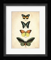 Butterflies 2 Framed Print