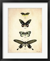 Butterflies 3 Fine Art Print
