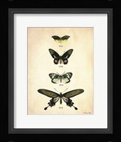 Butterflies 3 Framed Print