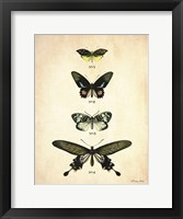 Butterflies 3 Framed Print