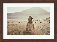 Desert Camel Fine Art Print