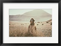 Desert Camel Framed Print