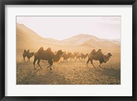 Camels on the Move Fine Art Print