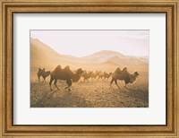 Camels on the Move Fine Art Print