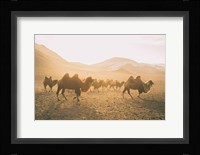 Camels on the Move Fine Art Print