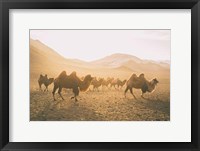 Camels on the Move Framed Print